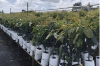 How to produce clonal avocado rootstocks step by step