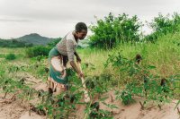 Lessons from training rural farmers in agroecology in South Africa