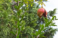 Predicting fruit cracking with a Spatial Decision Support System