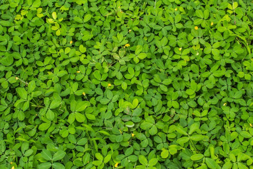 What a weed-killing bean in Benin reveals about why cover crops succeed or fail