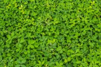 What a weed-killing bean in Benin reveals about why cover crops succeed or fail