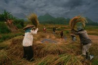 What drives a modern famine and why it can be prevented