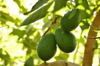 What growers and exporters need to measure in the avocado carbon and water footprint
