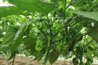 What works in greenhouse cultivation under hot climates What works in greenhouse cultivation under hot climates