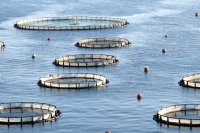 Why Africa farms so little fish despite the potential