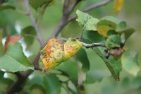 How to control the peach twig borer in stone fruit