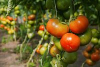 Πώς ξεχωρίζουμε τους βιοδιεγέρτες που επιτρέπονται στη βιολογική καλλιέργεια Πώς ξεχωρίζουμε τους βιοδιεγέρτες που επιτρέπονται στη βιολογική καλλιέργεια