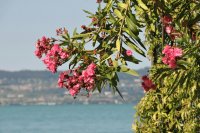 πικροδάφνη φροντίδα και καλλιέργεια Καλλιέργεια και φροντίδα της πικροδάφνης