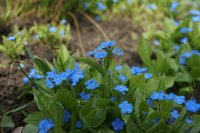 Blue flowers to grow in your garden Μπλε λουλούδια για τον κήπο σας
