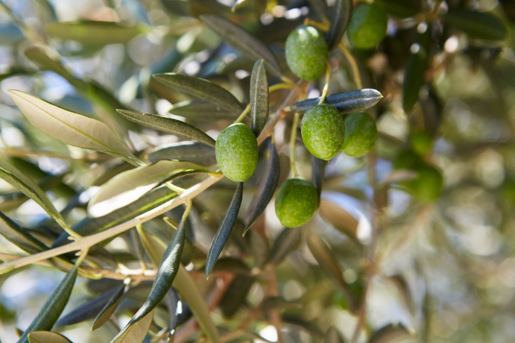Egypt's olive oil exporters gain ground as prices ease, demand rebounds