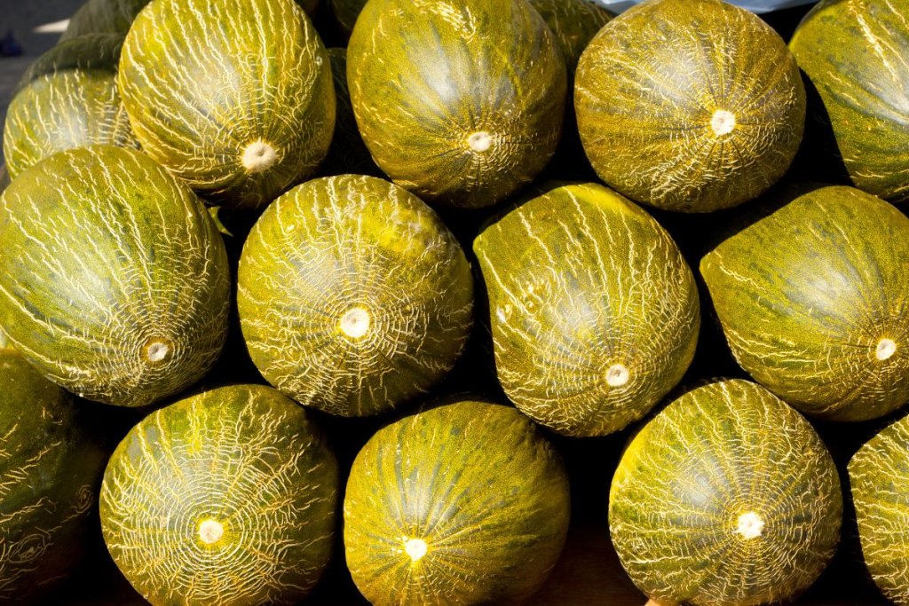 European melon and watermelon harvests peak, wholesale prices hold steady