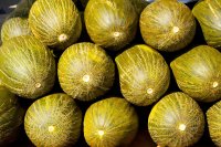 European melon and watermelon market digest, prices and market intelligence, by Wikifarmer European melon and watermelon harvests peak, wholesale prices hold steady