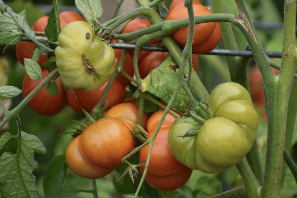 F1 hybrid or heirloom tomatoes F1 hybrid or heirloom tomato varieties