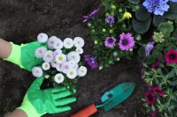 Flowers that bloom all year and how to plan for them