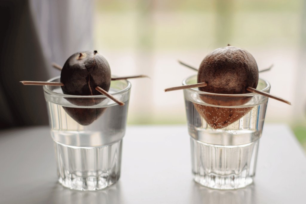 Growing avocado from seed How to grow an avocado from seed and what to expect from the fruit