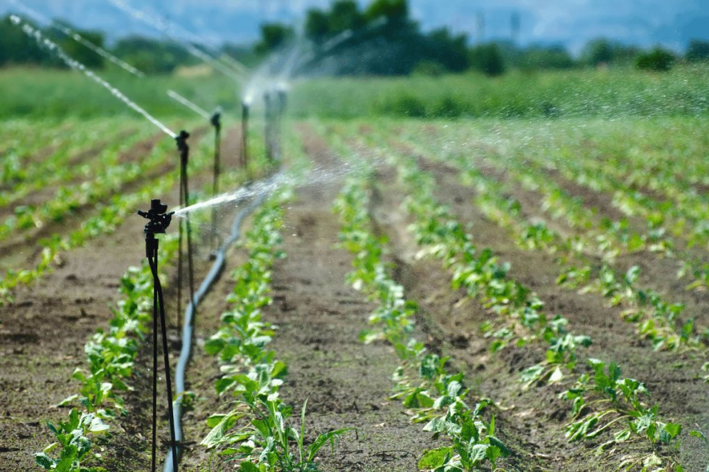 How Syrian farmers can choose between drip and sprinkler irrigation