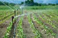 How Syrian farmers can choose between drip and sprinkler irrigation How Syrian farmers can choose between drip and sprinkler irrigation