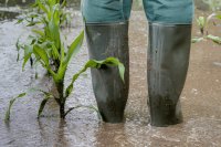 How changing rainfall patterns are hurting smallholder farmers in Nigeria