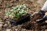 How humic and fulvic acids work on the root and in the soil How humic and fulvic acids work on the root and in the soil