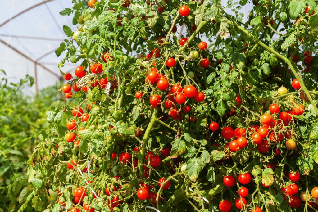 How to choose tomato seed for your crop How to choose tomato seed for your crop