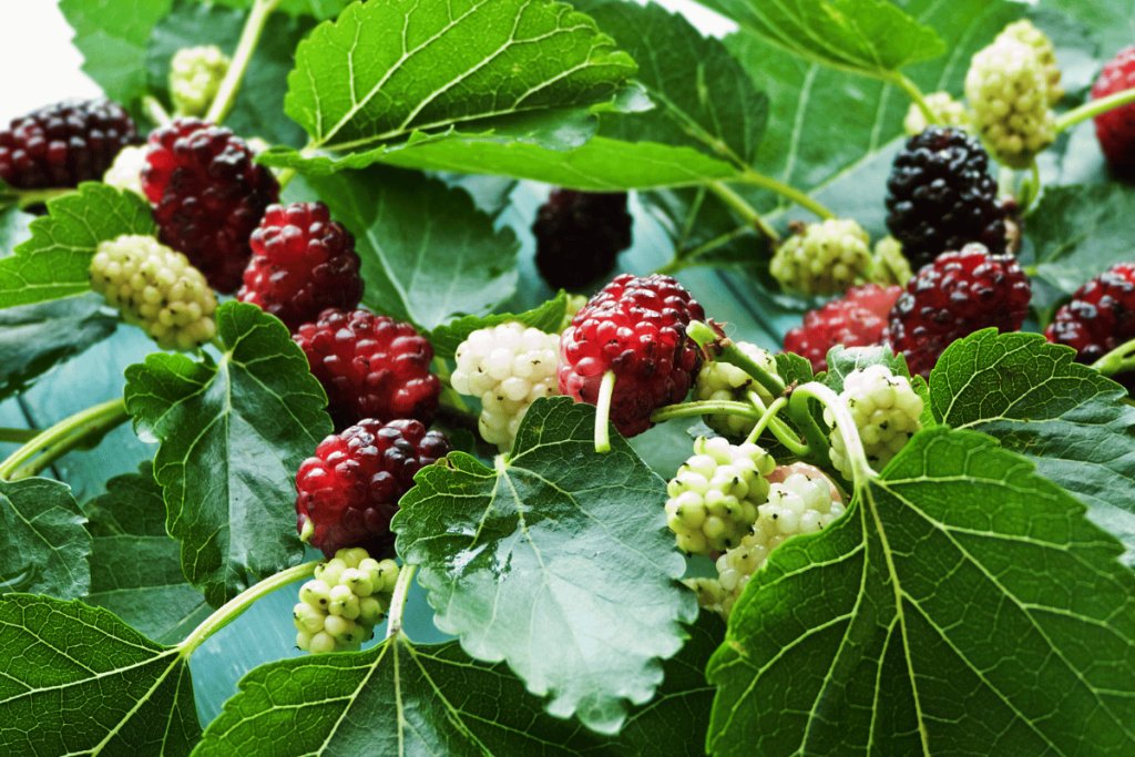 How to grow and care for a mulberry tree How to grow and care for a mulberry tree