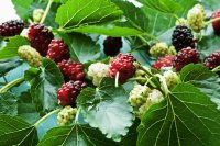 How to grow and care for a mulberry tree How to grow and care for a mulberry tree