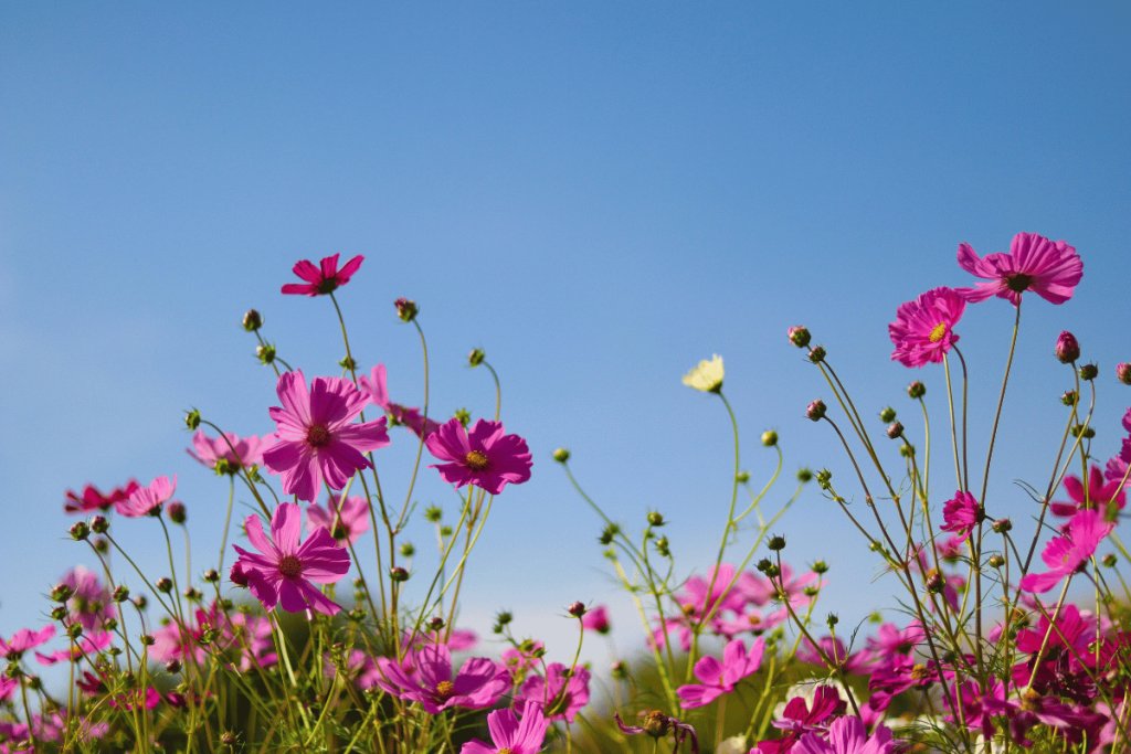 How to grow and care for cosmos flowers How to grow and care for cosmos flowers