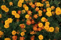 How to grow and care for marigolds How to grow and care for marigolds