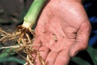 How to manage western corn rootworm in maize