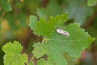 How to protect grapes from European grapevine moth, powdery mildew, and downy mildew How to protect grapes from European grapevine moth, powdery mildew, and downy mildew
