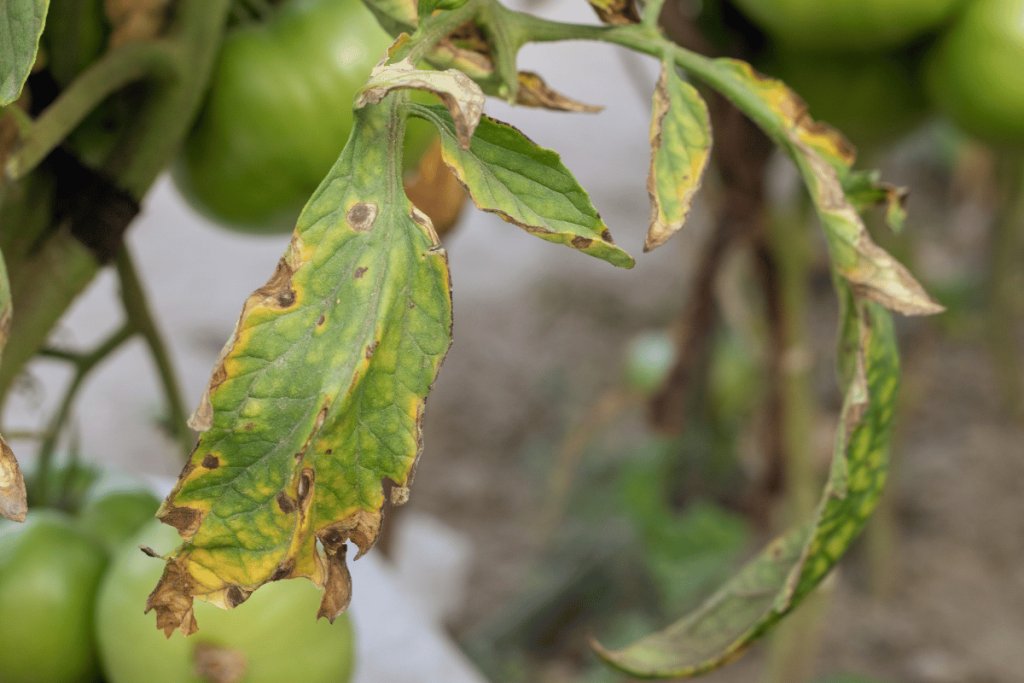 How to tell bacterial wilt and Fusarium wilt apart