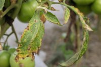 How to tell bacterial wilt and Fusarium wilt apart How to tell bacterial wilt and Fusarium wilt apart