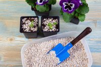 How to use perlite in pots and the garden How to use perlite in pots and the garden