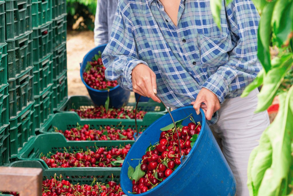 How to write a produce spec sheet that prevents disputes