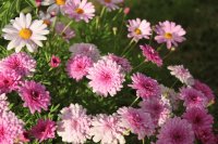 Pink flowers to grow in your garden