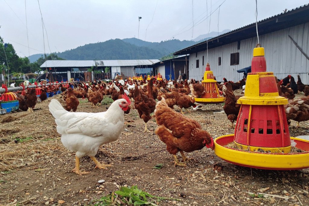 Simple daily practices that prevent costly poultry disease outbreaks