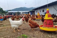Simple daily practices that prevent costly poultry disease outbreaks