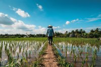 Southeast Asia will drive nearly 40 percent of the world's food demand growth to 2035 Southeast Asia will drive nearly 40% of the world's food demand growth to 2035