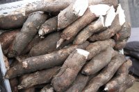 Sustainable cassava production in Ghana and the central role of women farmers Sustainable cassava production in Ghana and the central role of women farmers