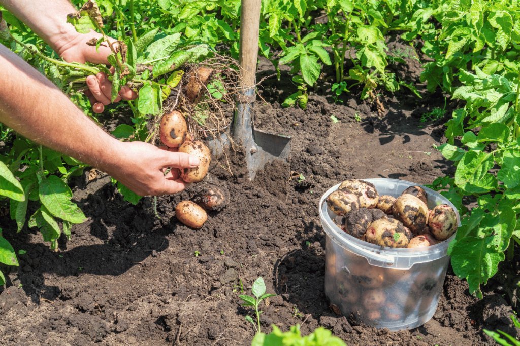 The most important soil-borne diseases of potatoes and how to prevent them The most important soil-borne diseases of potatoes and how to prevent them