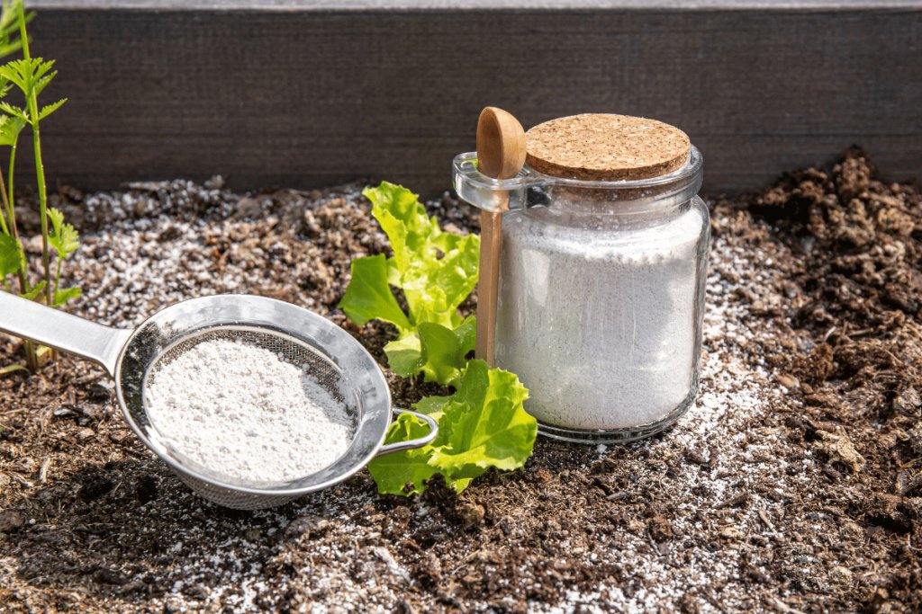 What diatomaceous earth is and how to use it in plants What diatomaceous earth is and how to use it in plants
