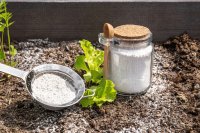 What diatomaceous earth is and how to use it in plants What diatomaceous earth is and how to use it in plants