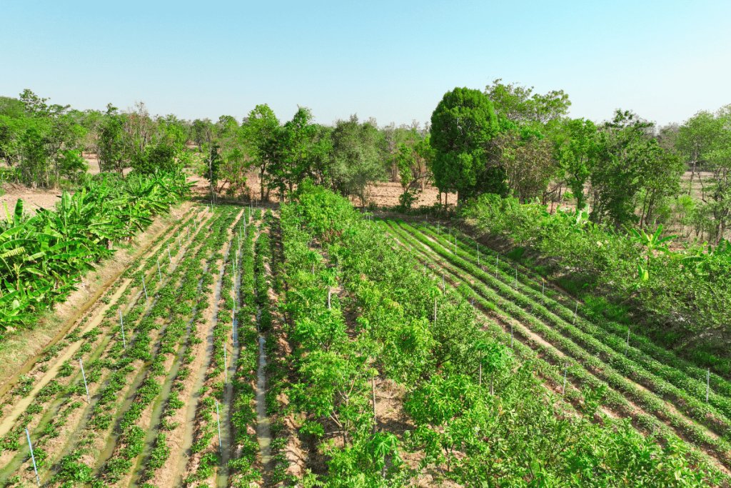 What works in agroforestry for rural livelihoods in East India