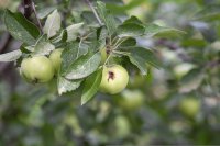 How codling moth flights are predicted