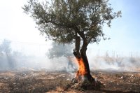 How olive trees recover after a fire