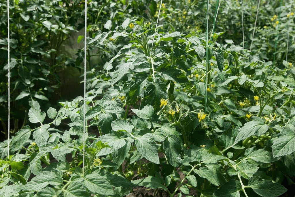 How plant empowerment brings physics into greenhouse growing