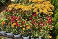 How to grow and care for chrysanthemums How to grow and care for chrysanthemums