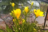 How to grow and care for freesias How to grow and care for freesias