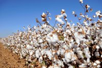 Practical steps to cut cotton input use without losing yield