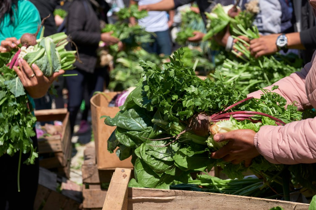 Techniques agroécologiques pour petites exploitations Techniques agroécologiques éprouvées pour les petits producteurs